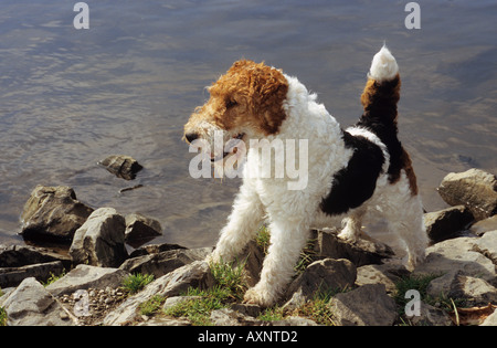 Draht-Fuchs-Terrier, der auf Felsen am Ufer steht Stockfoto