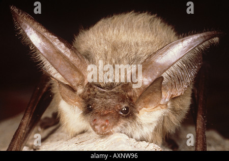 graue langohrige Fledermaus / Langohrfledermäuse Austriacus Stockfoto