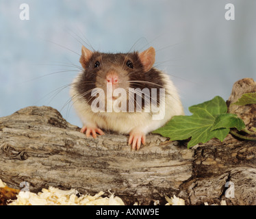 Fancy Ratte, Haustier Ratte (Rattus norvegicus forma domestica). Erwachsenen auf einem Protokoll. Deutschland Stockfoto