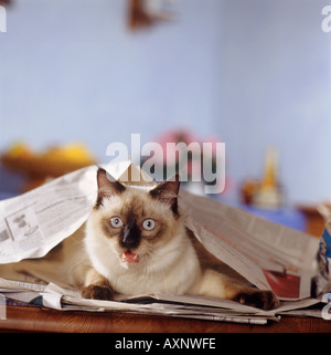 Siamesische Katze unter einer Zeitung Stockfoto