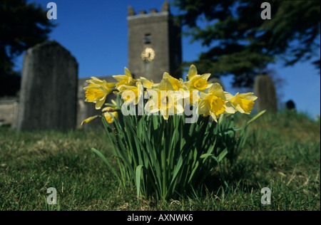 Wilde Narzissen Narcissus Pseudonarcissus Troutbeck Kirche Cumbria UK Stockfoto