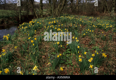 Wilde Narzissen Narcissus Pseudonarcissus Farndale North Yorkshire Stockfoto