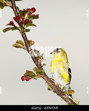 Männliche amerikanische Stieglitz, Zuchtjahr Tristis, auf einem Bein voller Frühjahr Knospen. Oklahoma, USA. Stockfoto