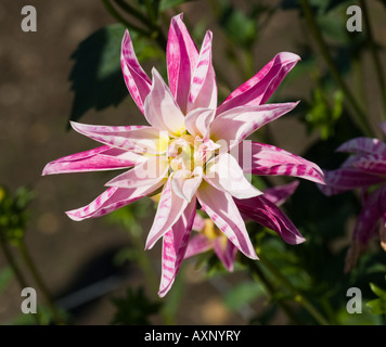 Dahlie rosa Giraffe Stockfoto