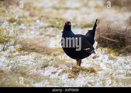 Birkhuhn at Tetrix Lekking Corrimony RSPB Stockfoto