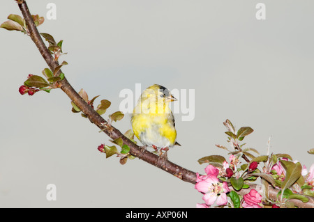 Männliche amerikanische Stieglitz, Zuchtjahr Tristis, auf einem Bein voller Blüten. Oklahoma, USA. Stockfoto