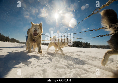 EIN TEAM VON SCHLITTENHUNDEN THROW UP SCHNEE AS GEHEN SIE DURCH DIE BOUNDARY WATERS CANOE BEREICH MINNESOTA Stockfoto