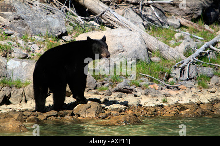 Einen männlichen schwarzen Bären Ursus americanus Stockfoto