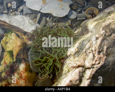 Snakelocks Anemone in einem Rockpool North Devon England UK Stockfoto