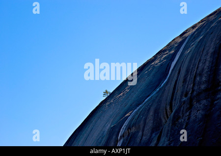 Einsamer Baum wächst aus der felsigen Oberfläche Stone Mountain, Georgia Stockfoto