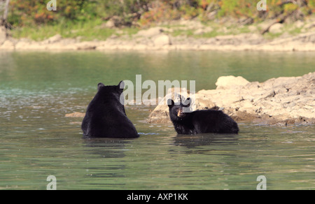 Ein schwarzer Bär und Cub im Wasser des North Thompson River in der Nähe von Blue Water-British Columbia-Kanada Stockfoto