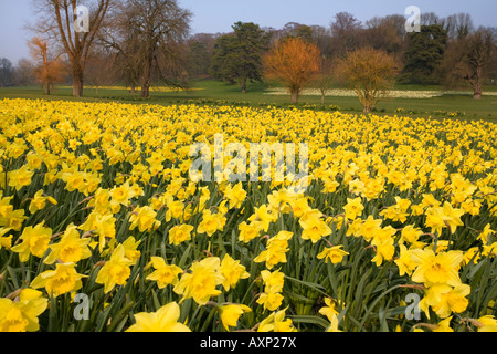 Frühling Narzissen im hughenden Park High Wycombe Buckinghamshire England Großbritannien Stockfoto