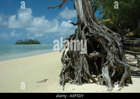 Die freiliegenden Wurzeln ein Eisen Holz Baum am Ufer der Cook Inseln. Im Hintergrund können e gesehen Motu Taakoka. Stockfoto