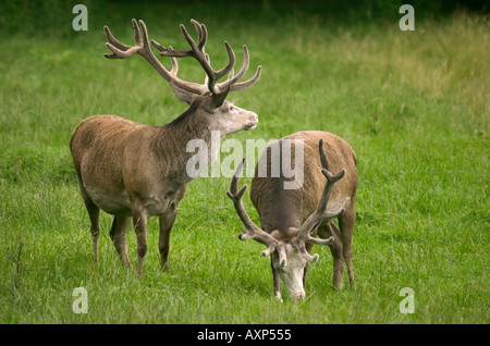 Weiße Hirsche Cervus Elaphus Dies ist eine Farbvariante des regelmäßigen Rotwildes Stockfoto