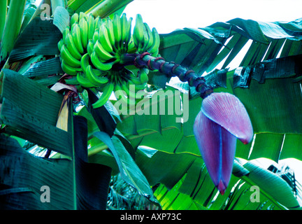 Nahaufnahme eines Clusters von jungen Bananen mit männlichen Blüte Glocke Stockfoto