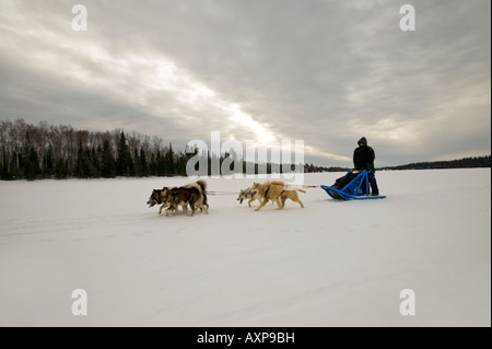 EIN MUSHER UND HUND TEAM BREI ÜBER EINEN GEFRORENEN SEE GRENZE GEWÄSSER KANU BEREICH MINNESOTA Stockfoto