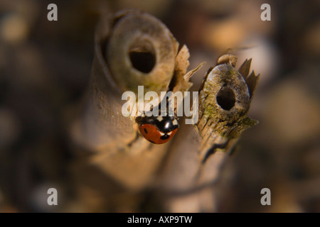 Marienkäfer Stockfoto