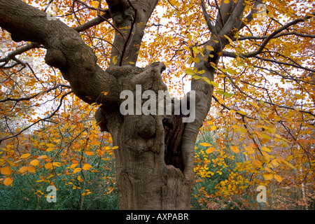 Coppiced Buche, Burnham Beeches Burnham in der Nähe von Slough, Großbritannien Buckinghamshire. Stockfoto