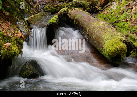 Kleiner Wasserfall läuft durch einen Baumstamm. Stockfoto