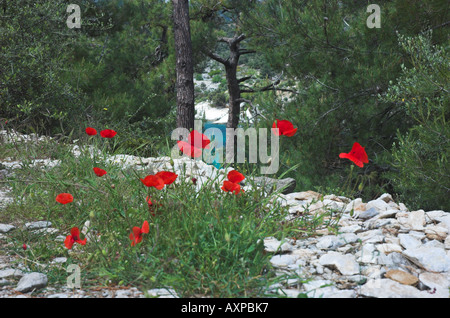 Wilde rote Mohnblumen auf einem Wanderweg führt von der antiken Siedlung von Alyki, Thassos, Griechenland. Stockfoto