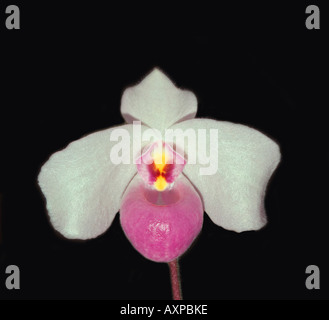 Orchidee paphiopedilum Stockfoto