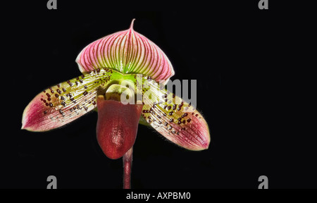Orchidee paphiopedilum Stockfoto