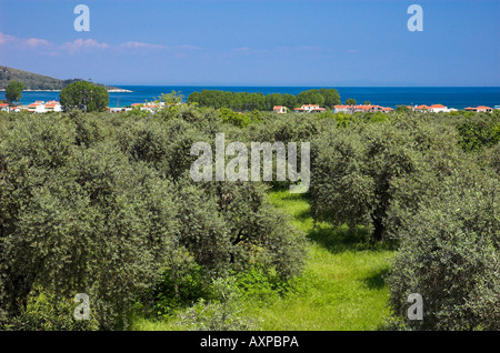 Blick über die üppigen Olivenhaine bis zum Meer in Skala Potamias, Thassos, Griechenland. Stockfoto