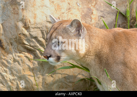 Cougar Stockfoto