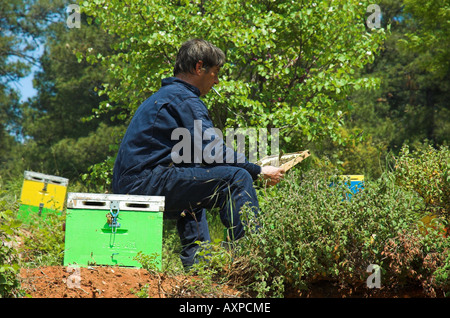 Eine Biene Torwart prüft die Kämme in seine Bienenstöcke auf der Insel Thassos, Griechenland. Stockfoto