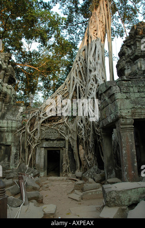 Wurzeln eines Baumes Würgefeige um eine Tür an der Ta-Prohn-Tempel in der Nähe von Siem Reap, Kambodscha Stockfoto