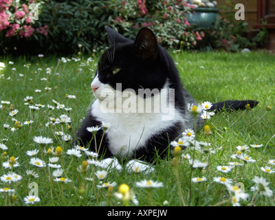 Black und White inländischen kurze behaarte Katze, die Verlegung in den Garten, England UK Stockfoto