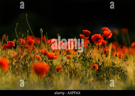 Mohnblumen in einem Weizenfeld Stockfoto