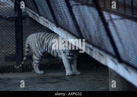 Ein weißer Tiger Sibirien in Sibirien Tiger Park in Harbin, Heilongjiang Provinz, China. 27. NOVEMBER 2005 Stockfoto