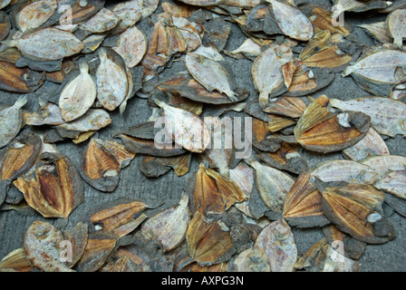 Fisch zum Trocknen auf Asphalt, Chinesisch getrocknet Fischmarkt, Hong Kong, China Stockfoto