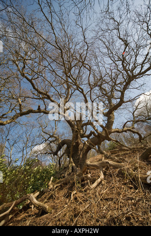 Sterbenden Baum Stockfoto