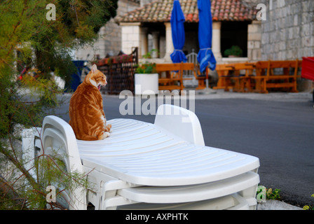 Hauskatze auf Kunststoff Strandmöbel, Dorf Racisce, Insel Korcula, Kroatien Stockfoto