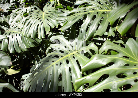 Schweizerkäse Pflanzenfamilie (Monstera Deliciosa) Aronstabgewächse Stockfoto