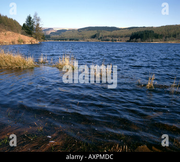 Llwyn am Stausee Brecon beacons Powys, wales Stockfoto
