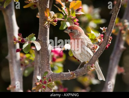 Ein männlicher Haus Fink, Carpodacus Mexicanus, hockt in einem blühenden Zierapfel-Baum im Frühling. Oklahoma, USA. Stockfoto