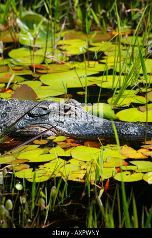 Amerikanischer Alligator im Okfenokee Park in Georgien Stockfoto