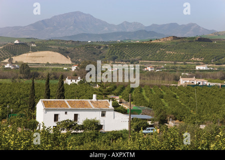 Bauernhaus in der Nähe von Alora im Landesinneren Costa del Sol Malaga Provinz Spanien Stockfoto