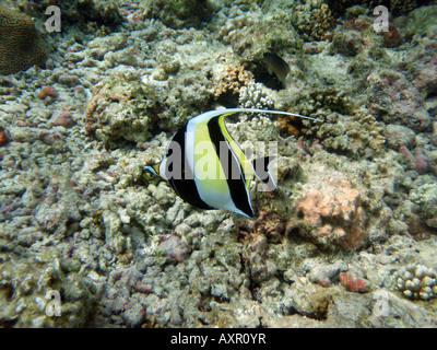 Maurische Idol [Bandos Island Reef, Kaafu Atoll, Malediven, Asien]. Stockfoto