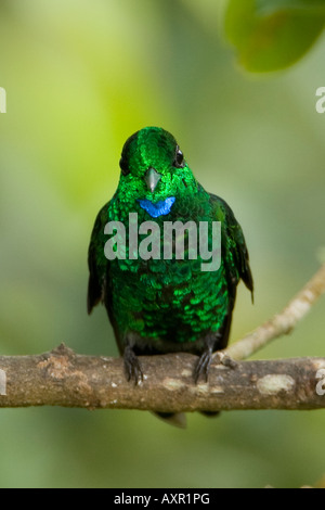 Grün-gekrönter brillante Heliodoxa Jacula Kolibri Stockfoto