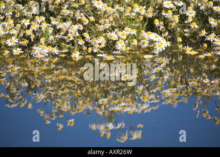Laguna Nimez Zeitungsjournalistin, Matricaria recutita Stockfoto