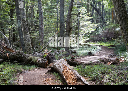Weg mit Baumstämme auf dem Weg zur Fußwallfahrt Bucht Stockfoto
