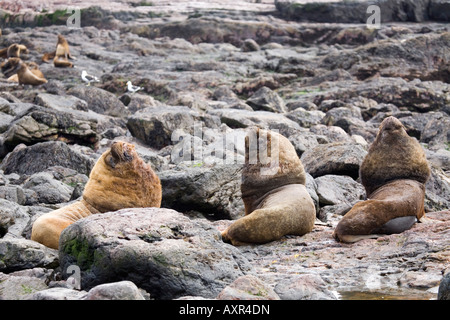 Maehnenrobben Stockfoto