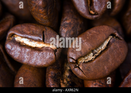Zwei Kaffee Samen Nahaufnahme. Stockfoto