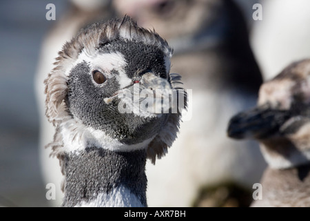 Magellanic Penguin, Spheniscus Magellanicus, Magellanpinguin Stockfoto