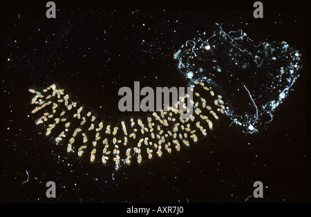 Aquatische Ei Masse von einer Mücke Chironomus Riparius Bloodworm verwendet als Indikator Stockfoto