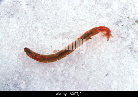 Blut Wurm Chironomus Riparius Chironomid Midge Larve mit hohen Hämoglobin Inhalt Stockfoto